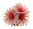 TURBINICARPUS x mombergerii, 4 seeds