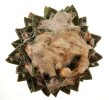 ARIOCARPUS bravoanus, 12 seeds