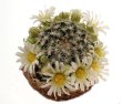 MAMMILLARIA roemeri, 5 seeds