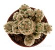 MAMMILLARIA theresae, 5 seeds