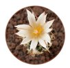 TURBINICARPUS heliae GCG 10915, S of Actopan, Hgo., Mex.