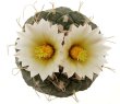 STROMBOCACTUS disciformis var. minimus (ssp. jarmilae) VM 207, Peña Miller