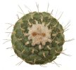 STROMBOCACTUS disciformis, 100 seeds