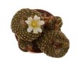 BLOSSFELDIA mizqueana KK 657, 100 seeds