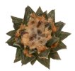 ARIOCARPUS scapharostrus x fissuratus F2 ex Pavlík, 7 seeds