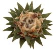ARIOCARPUS bravoanus x scapharostroides PP 232, Villa Juares, SLP, F2 ex Pavlík, 10 seeds