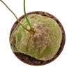 SCHIZOBASIS intricata, 12 seeds
