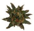 ARIOCARPUS scapharostrus x trigonus ex Pavlík, 7 seeds
