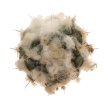 TURBINICARPUS lophophoroides,10 seeds