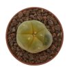 LOPHOPHORA williamsii var. grimii, 5 seeds