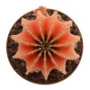 GYMNOCALYCIUM friedrichii var. angustostriatum f. variegate LB 2178 ex Ukraine,10 seeds
