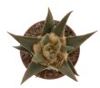 ARIOCARPUS trigonus var. elongatus, San Antonio, TAM., Mex., ex Pavlík, 7 seeds
