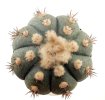 ECHINOCACTUS horizonthalonius, seedling