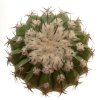 DISCOCACTUS placentiformis aff. RNK 108, it grows with U. eriocactoides RNK 99, Serra do Espinhaco, 