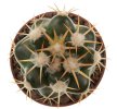 DISCOCACTUS petr-halfari MH 725 + Mamm. hernadezii + seeds