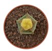 AZTEKIUM valdezii f. aurea spiralis GCG 10893, grafted