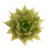 HAWORTHIA luteorosae f. variagata