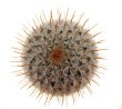 MAMMILLARIA perezdelarosae ssp. andersoniana f. longispina yelow spines GCG 12621, clone 2