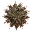 GLANDULICACTUS uncinatus var. wrightii f. brevispinus Česal, grafted