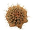 JASMINOCEREUS thouarsii var. sclerocarpus clone 1, Isabela, Galapagos, grafted offset