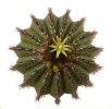 UEBELMANNIA pectinifera var. multicostata RNK 17 (HU 362), 8 cm, flowering SEEDLING