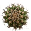 DISCOCACTUS placentiformis aff. var. pulvinicapitatus f. nova, RNK 107, Curimataí, 5 seeds