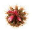 PIERREBRAUNIA bahiensis ex Cattabriga, 5 seeds