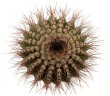 UEBELMANNIA pectinifera var. horrida RNK 31, SEEDLING