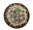 CORYPHANTHA alversonii SB 1800, 5 cm pot, 10 pcs., SEEDLINGS