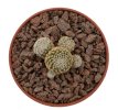 COPIAPOA laui, offseting SEEDLING !
