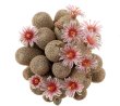 MAMMILLARIA hermosana VZD 1181, El Encino, Zac., 2 x  seedlings 