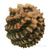 ARIOCARPUS fissuratus var. hintonii f. spiralis PP 352 ex Pavlík, 10 seeds