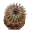 UEBELMANNIA pectinifera aff. f. nova RNK 98, clone 4, grafted