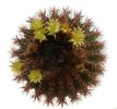 UEBELMANNIA pectinifera aff. crebrispina f. nova RNK 95, clone 6, grafted