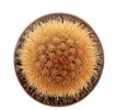 BRACHYCEREUS nesioticus clone P4, 2 cm, grafted offset