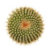 UEBELMANNIA gummifera f. tall plants RNK 102/2023, Tromba d´Anta, 1,3  - 1,5 cm, SEEDLING