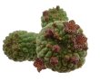 TRICHOCAULON similis, 6 cm pot, seedling