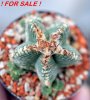 AZTEKIUM valdezii GCG 10893, clone F, own roots, 5,5 cm pot, rooted offset