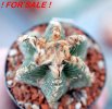 AZTEKIUM valdezii GCG 10893, clone B, own roots, 5,5 cm pot, rooted offset
