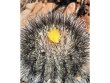 COPIAPOA  x C. scopulina GCG 15037, SEEDLING