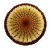 UEBELMANNIA pectinifera var. eriocactoides RNK 99,  6,5 cm pot, 5 pcs., SEEDLINGS