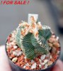 AZTEKIUM valdezii GCG 10893, clone C, own roots, 5,5 cm pot, rooted offset