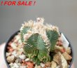 AZTEKIUM valdezii GCG 10893, clone D, own roots, 5,5 cm pot, rooted offset