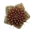 UEBELMANNIA meninensis f. rubra RNK 22/2023, 5 cm pot, 5 pcs., SEEDLINGS