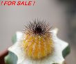 UEBELMANNIA pectinifera var. inhaiensis n.n. RNK 11 f. Aurea, Boa Vista, Inhaí, grafted plant