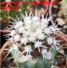 COPIAPOA columna - alba GCG 15329b, f. white spines ex Gerardo Snicer, seedling