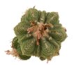 AZTEKIUM ritteri f. rotundum GCG 10005, El Barreal, 6 cm pot, 2,3 cm SEEDLING