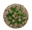 MAMMILLARIA bertholdii GCG 10006, 5 cm pot, 2 pcs. SEEDLINGS