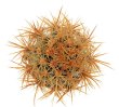 ECHINOCEREUS lindsayi f. yellow spines, grafted