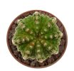 AZTEKIUM ritteri f. intercostatum GCG 10888, Puente Ciprian, 5 cm pot, 3 pcs. SEEDLINGS